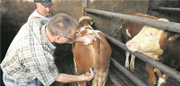 Nutztiermediziner suchen Nachwuchs Einsatz im Kuhstall: Tierarzt Hans-Günther Uhl (l.) bei Landwirt Werner Scheich im hessischen Groß-Bieberau.