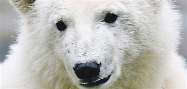 Daran starb Eisbär Knut Eisbär Knut starb an Autoimmunenzephalitis