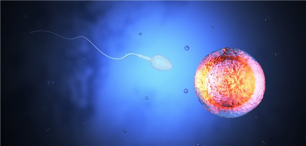 Eizelle und Spermium: Die Verschmelzung beider könnte womöglich ein neuer Wirkstoff verhindern.