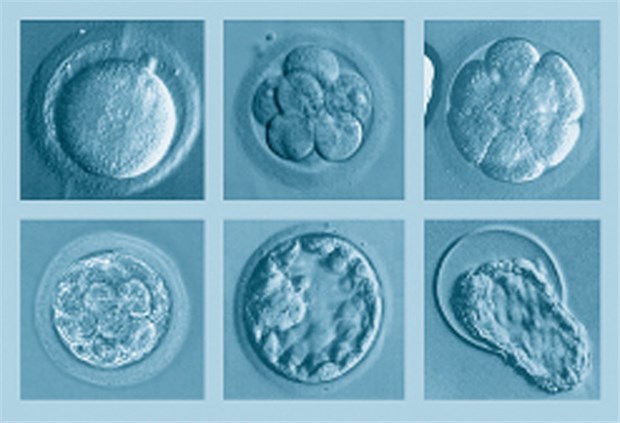 Medizin-Nobelpreis für Vater der IvF Embryoentwicklung in der Kulturschale nach IvF.