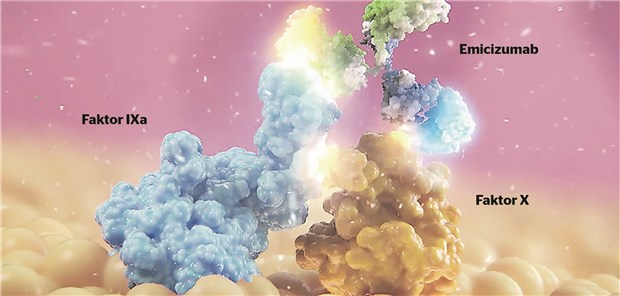 Emicizumab übernimmt die Funktion von Faktor VIII und bindet an Faktor IXa und Faktor X. Somit wird die weitere Gerinnungskaskade aktiviert und die Blutgerinnung kann weitgehend normal ablaufen. © Roche
