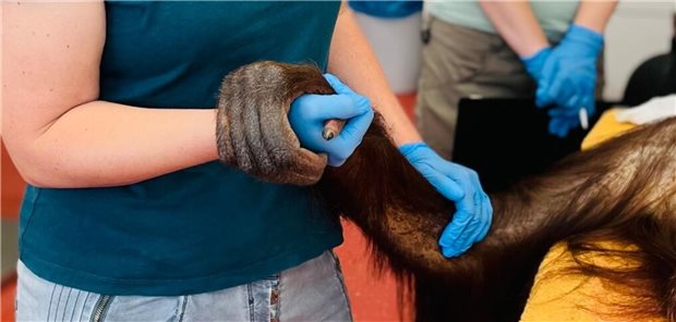 Kölner Kolleginnen operieren Orang-Utan-Dame Cinta Emotionale Unterstützung vor der Op: Der Orang-Utan-Dame wird von einer Mitarbeiterin im gemischt human-veterinärmedizinischem Op-Team die Hand gehalten.