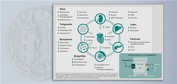 Empagliflozin beeinflusst über die Hemmung von SGLT2 in den Nieren die physiologischen Funktionen verschiedener Organe. Die Folge sind zahlreiche kardioprotektive Effekte.