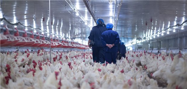 Russland: Vogelgrippe-Virus H5N8 infiziert Menschen Enger Kontakt zu Geflügel – als Folge sind in Russland mehrere Menschen leicht an einer Infektion mit dem Vogelgrippe-Virus H5N8 erkrankt.