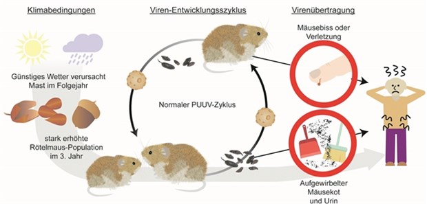 Erhöhte Gefahr für Hanta-Infektionen nach den "fetten Jahren" Entwicklungszyklus des Hanta-Virus und seine Übertragung auf den Menschen.