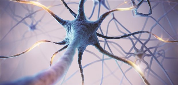 Entzündungsreaktionen, die zum Synapsenverlust führen und die Aktivität der Neuronen vermindern, tragen zur Progression der Multiplen Sklerose bei.