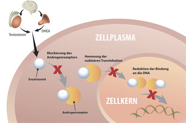 Enzalutamid greift in den Androgenrezeptor-Signalweg ein: Der Wirkstoff blockiert den Androgenrezeptor, hemmt die nukleäre Translokation des aktivierten Rezeptors und verringert dessen Bindung an die DNA.