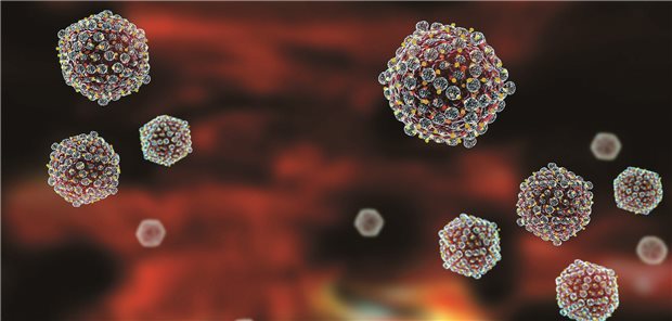 Enzephalitis-Viren: Eine Infektion – nicht nur mit diesen Viren – kann wohl das Risiko für neurodegenerative Erkrankungen in den Folgejahren erhöhen.