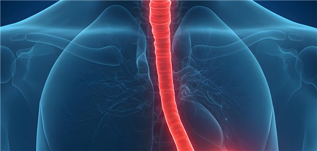 Dreidimensionale gerender Darstellung der Organe im  menschlichen Thorax mit rot hervorgehobener Speiseröhre und Magen.