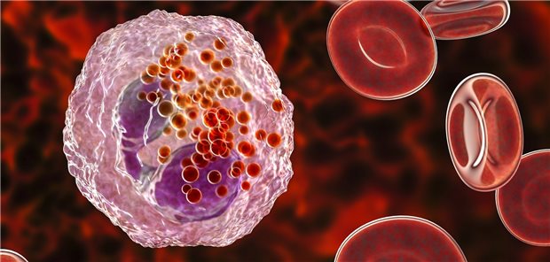 Eosinophiler Granulozyt in 3D-Illustration: Bei Eosinophilie ohne Allergie oder Parasitenbefall sollte weiter abgeklärt werden.