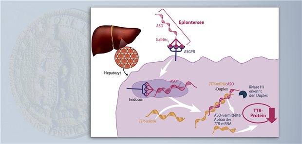 Eplontersen ist ein ASO, das an GalNAc3 gekoppelt ist, was die Aufnahme in die Zielzellen der Leber erhöht. Dort bindet das ASO an die TTR-mRNA und sorgt für den Abbau derselben durch RNase-H1.  AstraZeneca GmbH