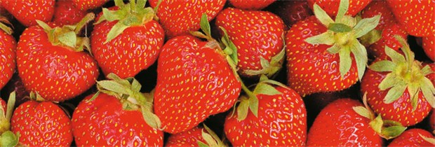 Serum-IgG-Test taugt nicht zur Diagnostik von Nahrungsmittelunverträglichkeiten Erdbeeren: Auch sie können Allergien auslösen.