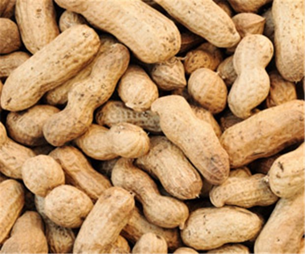 Mit Erdnüssen gegen Erdnussallergie Erdnüsse können schwere Allergien auslösen.