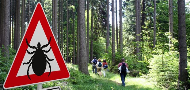Erhöhtes Zeckenrisiko im Wald: Die Spinnentiere können Borrelien und FSME-Viren übertragen und lauern vor allem im hohen Gras.