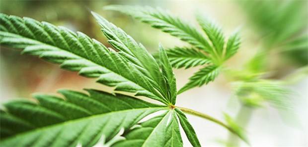 Cannabis-Boom durch Gesetzeslücke Erlaubt sind in Italien nur Sorten, die eine sehr geringe Menge des berauschenden Wirkstoffs Tetrahydrocannabinol (THC) enthalten.