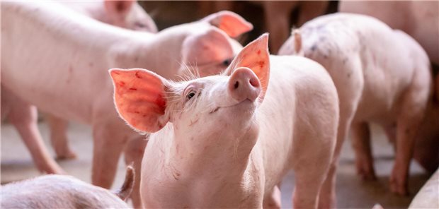 Erstmals ist es einem chinesischen Forschungsteam gelungen, eine genetisch modifizierte Schweineleber in einen Menschen einzupflanzen.