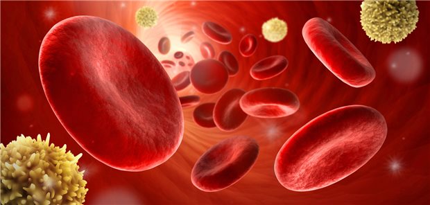 Erythrozyten und Leukozyten in Arterie: Die Blutviskosität hängt unter anderem von der Erythrozytenzahl und der Eiweißkonzentration des Plasmas ab (mit steigendem Hämatokrit steigt die Blutviskosität überproportional an).