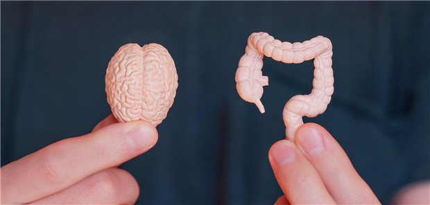 Neue Hinweise für die „Gut-first“-Hypothese bei Parkinson Es gibt offenbar einen Zusammenhang zwischen Schäden an der Mukosa und Parkinson: Von den 100 Patientinnen und Patienten, die in der Studie die Diagnose Parkinson erhielten, wiesen 52 in der Erstbiopsie eine mukosale Schädigung auf.