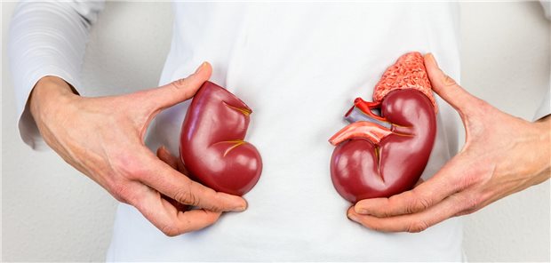 Mann hält sich Nierenmodelle vor den Bauch.