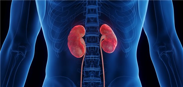 Dreidimensionale medizinische Darstellung der entzündeten Nieren eines Mannes.