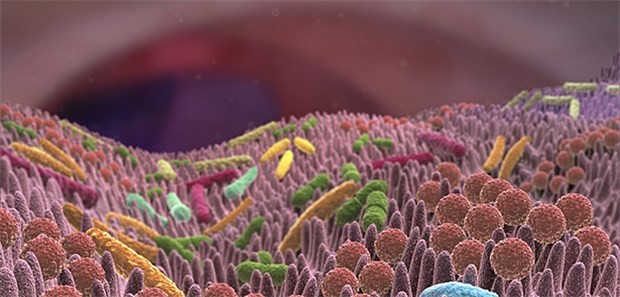 Mikrobiota-Diversität: Lässt sie sich therapeutisch restaurieren? Es wird geschätzt, dass allein die Darmflora eines Menschen etwa 100 Billionen Keime enthält, die zusammen ein Gewicht von mindestens einem Kilogramm haben.