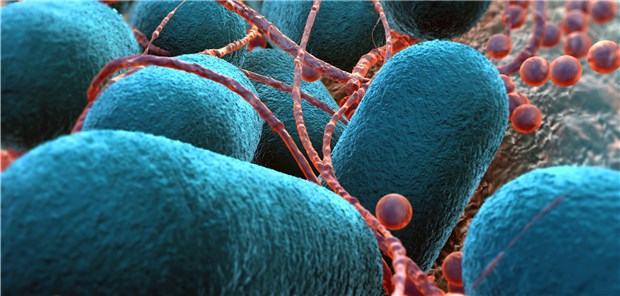 Escherichia coli in einer elektronenmikroskopischen Aufnahme: EHEC wird auch für Ägyptenreisende zum zunehmenden Problem.