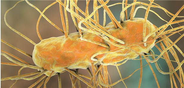 Escherichia coli ist eines von vielen Bakterien, die zu einer Sepsis führen können. (3D-Illustration)