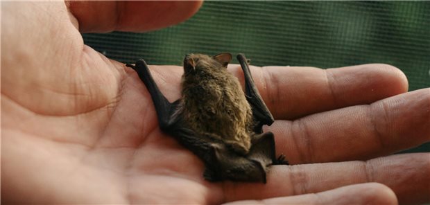 Etwa jede zehnte Fledermaus in Deutschland könne mit dem Tollwut-Virus infiziert sein. Damit ist die gefahr der Übertragung zwar gering, jedoch nicht null. In die Hand nehmen sollte man sie deshalb nicht.