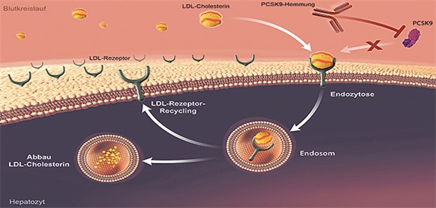 Evolocumab bindet an PCSK9 und verhindert damit dessen Bindung an die LDL-Rezeptoren. Dadurch stehen mehr LDL-Rezeptoren auf der Oberfläche der Leberzellen zur Verfügung, die das LDL-Cholesterin aus dem Blut entfernen können.