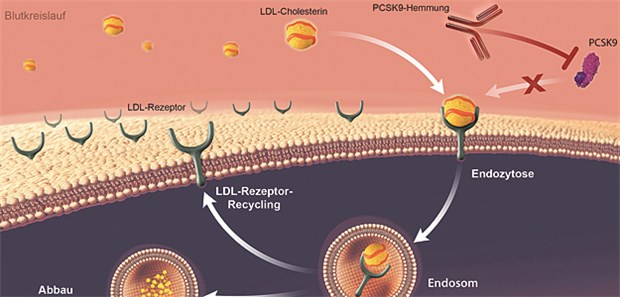 Evolocumab bindet an PCSK9 und verhindert damit dessen Bindung an die LDL-Rezeptoren. Dadurch stehen mehr LDL-Rezeptoren auf der Oberfläche der Leberzellen zur Verfügung, die das LDL-Cholesterin aus dem Blut entfernen können.