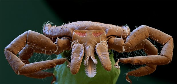 FSME-Überträgerin: Ein ausgewachsenes Weibchen der Zeckenart Ixodes ricinus lauert im Gras.