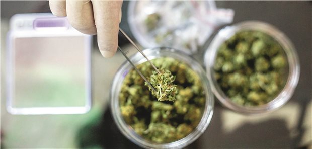 Frankfurt will Cannabis-Verkauf über Fachgeschäfte testen Fachgeschäft statt Schwarzmarkt: Die Stadt Frankfurt will neue Wege zur Cannabis-Abgabe testen.