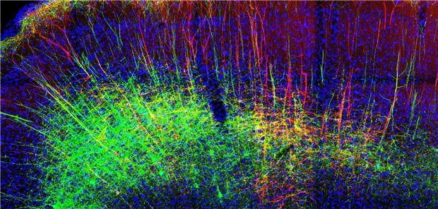 Farblich markierte Nervenbahnen im Motorcortex einer Maus.