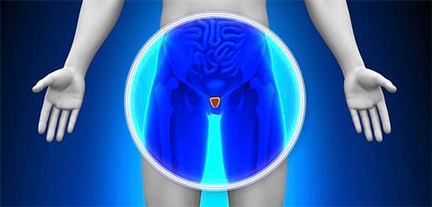 Auf Ablehnung folgt Wohlwollen für PSA-basiertes Screening Fast deckungsgleich konnte in zwei aktuellen Studien bei einem Prostata-Screening eine Mortalitätsreduktion um 25 bis 32 Prozent gemessen werden