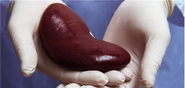 So viele Organe werden gespendet – und benötigt Fast jedes zweite Organ, das 2020 in Deutschland postmortal gespendet wurde, war eine Niere.