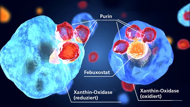 Febuxostat (Adenuric®, gelb) ist ein nicht-purinischer Hemmstoff des Enzyms Xanthin-Oxidase. Der Wirkstoff blockiert sowohl die reduzierte als auch die oxidierte Form des Enzyms.