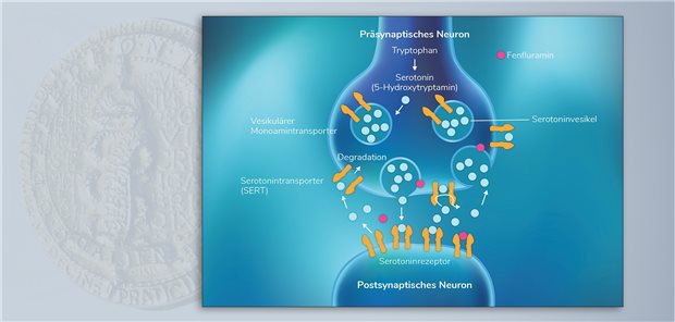 Wirkmechanismus: Fenfluramin bewirkt eine Modulation serotonerger Signalwege. Es steigert die Serotoninausschüttung in den synaptischen Spalt, hemmt die präsynaptische Rückresorption und stimuliert postsynaptisch die Serotoninrezeptoren.