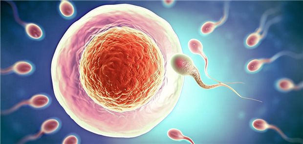 Fertilisation: Verhindert die Notfallkontrazeption mit Levonorgestrel plus dem NSAR Piroxiacm nicht nur den Eisprung, sondern auch die Einnistung eines Embryos in den Uterus?