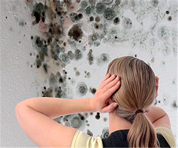 Bei Schimmel kommt schnell der Schnupfen Feuchtigkeit oder Schimmel in der Wohnung erhöhten in einer Studie das Rhinitis-Risiko um den Faktor 2,6.