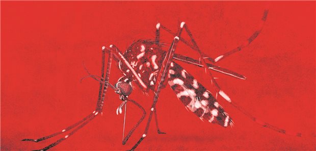 Eine Tigermücke, Aedes albopictus, auf einem Blatt.