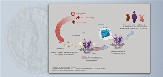 Finerenon bindet gemäß des angenommenen Wirkmechanismus an den Mineralokortikoidrezeptor und blockiert so die Rekrutierung von Transkriptionskofaktoren und dadurch die Expression der Zielgene.
