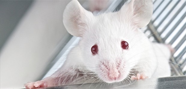 Verjüngungskur fürs Gehirn? Fitte Mäuse: Versuchstiere, die humanes Nabelschnurplasma erhalten hatten, konnten sich anschließend besser in Labyrinthen zurechtfinden.