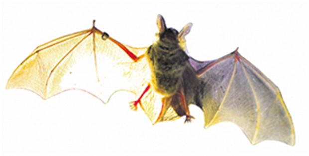 "Bat-Detektor" macht Fledermäuse hörbar Fledermäuse leben im Verborgenen und kämpfen nachts gegen Ungeziefer