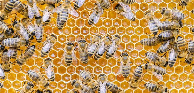 Rheinland-Pfalz warnt vor Honigpasten als Potenzmittel Fleißige Bienen auf Honigwabe