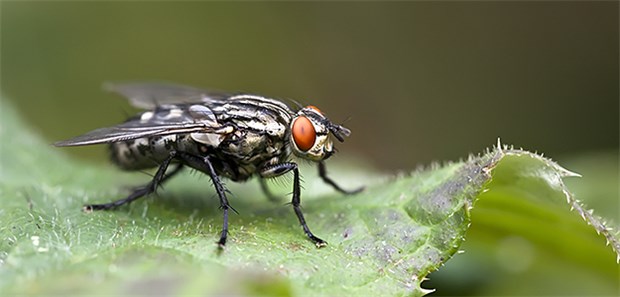 Mit Fliegen Infektionen überwachen? Fliegen könnten Krankheiten überwachen.