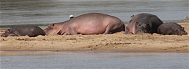 Sonnenschutz für Mieze und Bello Flusspferde beim Sonnenbad: Ein Schleim, der in Drüsen unter der Haut produziert wird, bildeten einen rosig-roten UV-Schutz.
