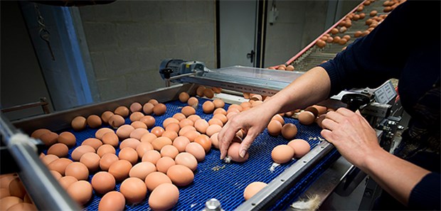 Blick über den Tellerrand Förderband einer Hühnerfarm in Merksplas (Belgien): Millionen Eier wurden inzwischen aus dem Handel genommen, nachdem eine Belastung mit dem Pflanzenschutzmittel Fipronil festgestellt wurde.