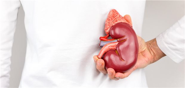 SGLT2-Inhibitoren und GLP-1-RA wirken wohl leicht unterschiedlich auf die Niere Ansicht eines Rückens, eine Hand hält eine Niere.