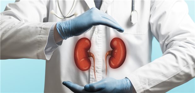 Fokus auf die Nieren: Vor allem in den ersten Monaten nach einer neu diagnostizierten kardiovaskulären Erkrankung lohnt es sich, die Nierenfunktion genau zu überwachen.
