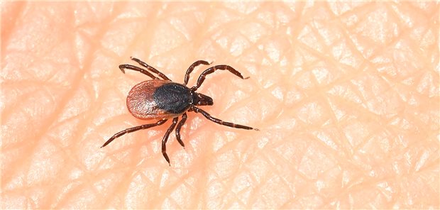 Alongshan-Virus in Schweizer Zecken entdeckt Forscher der Universität Zürich haben das neue Alongshan-Virus nun auch in Zecken aus der Schweiz nachgewiesen. (Symbolbild)